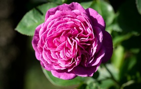 Розовой цветок розы с зелеными листьями крупным планом