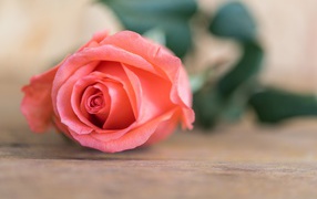 Розовая роза  лежит на деревянном столе 