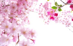 Pink sakura flowers on branches on a white background