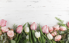 Pink tulips and roses on a white background