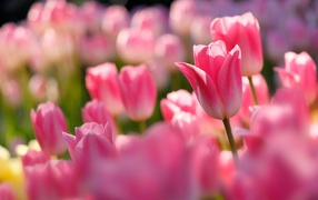 Розовые тюльпаны в лучах солнца на клумбе