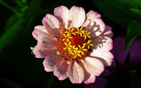 Розовый цветок циннии в лучах солнца