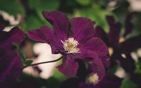 Фиолетовый цветок клематиса крупным планом
