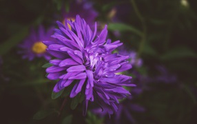 Фиолетовый цветок астры на клумбе 