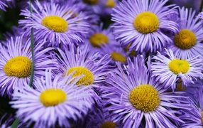 Purple aster flowers close up
