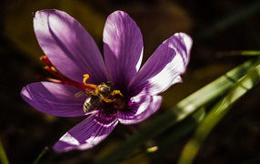 Фиолетовый цветок крокуса с пчелой 