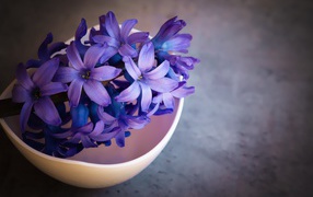 Purple hyacinth flower in a pink bowl