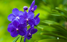 Purple orchid flowers on a green background