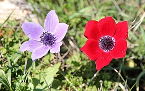 Красный и сиреневый цветок анемоны в траве