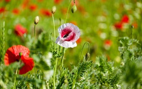 Red and pink poppies with buds on the field on a sunny summer day