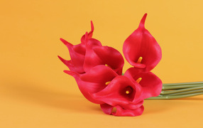 Red calla flowers on yellow background