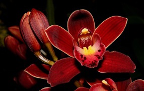 Красные экзотические орхидеи с бутонами на черном фоне