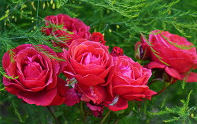 Красные садовые розы на клумбе с зелеными листьями