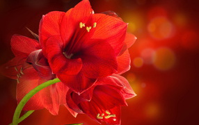 Red indoor amaryllis flowers close-up