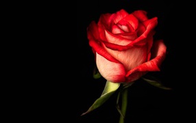 Красная одинокая роза на черном фоне