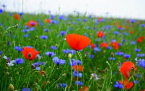 Red poppies and blue cornflowers in the field