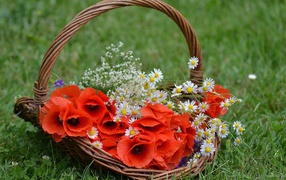 Красные цветы мака в корзине с полевыми ромашками 