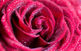 Red rose in dew drops close up