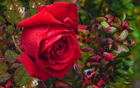 Красная роза в каплях дождя с черными ягодами