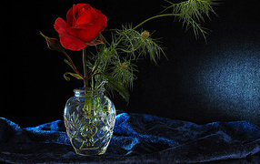 Red rose with buds in a glass vase on a black background