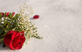 Red rose with white flowers in the snow