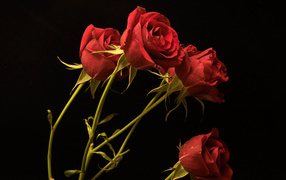 Red small roses on a black background