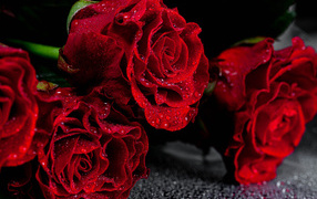 Scarlet roses close-up in drops of water