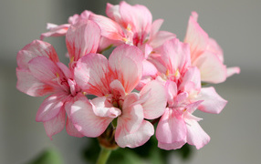 Нежные розовые цветы герани крупным планом