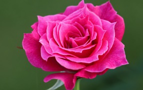 Нежная розовая роза крупным планом на зеленом фоне