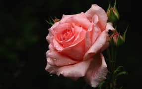 Tender pink rose with buds in drops of water close-up