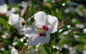 Tender white hibiscus flowers in the sun in the garden