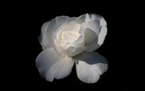 Tender white rose on a black background close-up