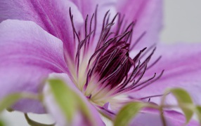 Серединка розового цветка клематиса 