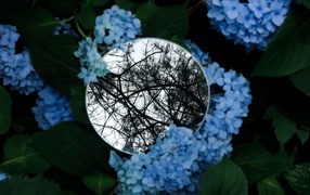 Зеркало лежит на цветах синей гортензии 