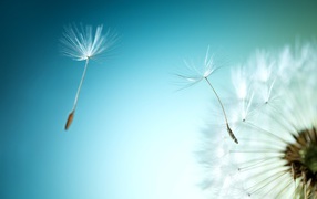 The wind blows a white dandelion on a blue background