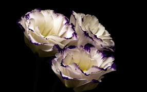 Three delicate eustoma flowers on a black background