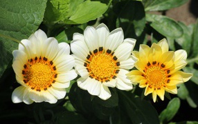 Three gazania flowers in green leaves on a flower bed