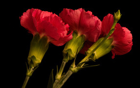 Three large red carnations on a black background