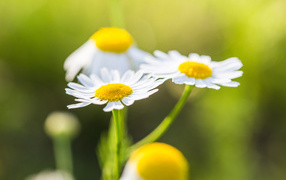Three little white daisies close-up
