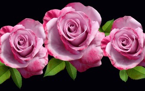 Three pink roses with green leaves on a black background
