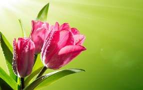 Три розовых тюльпана в каплях росы на зеленом фоне