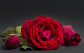 Three red roses on a gray background