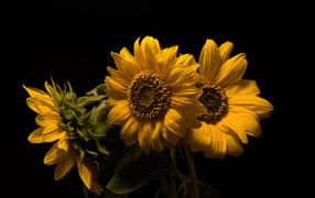 Три желтых цветка подсолнуха на черном фоне