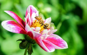 Две пчелы сидят на розовом цветке георгина