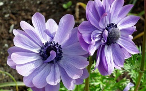 Two blue anemone flowers in the sun on a flower bed