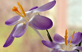 Two lilac crocuses with a yellow middle