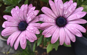 Two lilac flowers osteospermum in raindrops