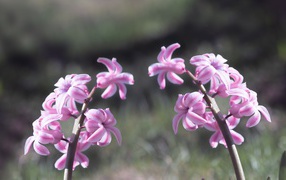 Two pink hyacinth flowers in the sun