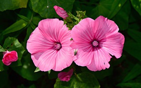 Два розовых цветка мальвы с бутонами в саду 