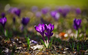 Two purple crocus flowers in the sun